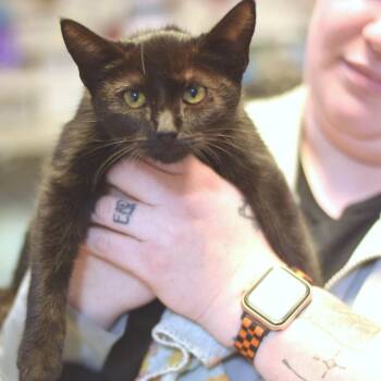 Valak -  Domestic Short Hair Cat for Adoption in Belleville, Illinois - Valak | PetCurious