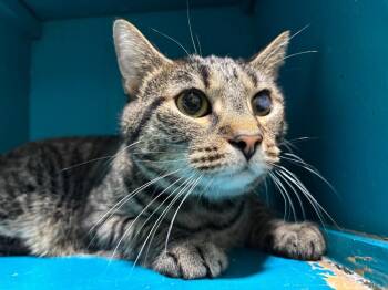 Tabby Cats Available for Adoption - Molly | PetCurious