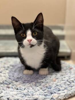 61944365 -  Domestic Short Hair Cat for Adoption in Elko, Nevada - 61944365 | PetCurious