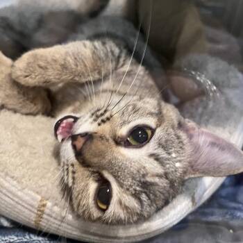 Marigold -  Domestic Short Hair Cat for Adoption in Saint Charles, Missouri - Marigold | PetCurious