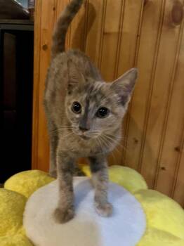 Fresco -  Domestic Short Hair Cat for Adoption in Emerald Isle, North Carolina - Fresco | PetCurious