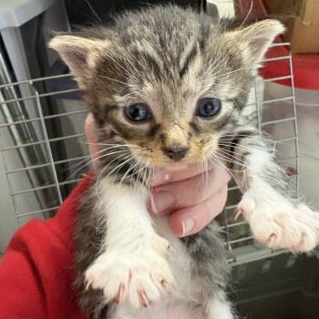 Hooch -  Domestic Short Hair Cat for Adoption in Mt. Juliet, Tennessee - Hooch | PetCurious