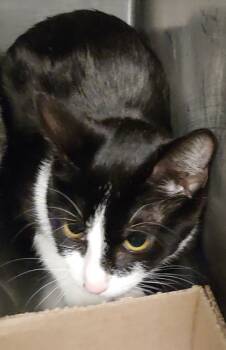 Rescue Domestic Short Hair Cats for Adoption in Fallston, Maryland - Mars Bar | PetCurious