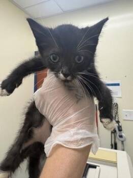 Wile E. Coyote -  Domestic Short Hair Cat for Adoption in Charleston, South Carolina - Wile E. Coyote | PetCurious