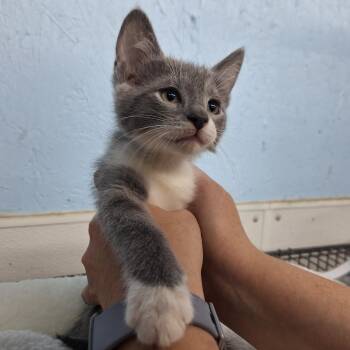 Paul -  Domestic Short Hair Cat for Adoption in Clarinda, Iowa - Paul | PetCurious