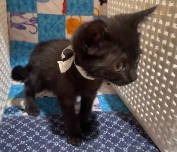 BABY -  Domestic Short Hair Cat for Adoption in Riverside, California - BABY | PetCurious
