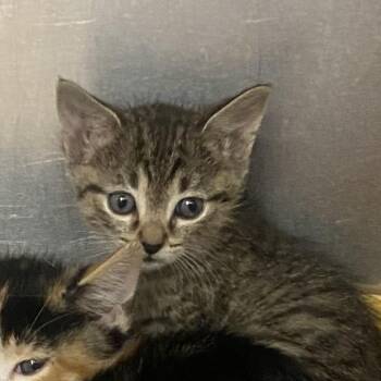 Marsha -  Domestic Short Hair Cat for Adoption in Columbus, Georgia - Marsha | PetCurious