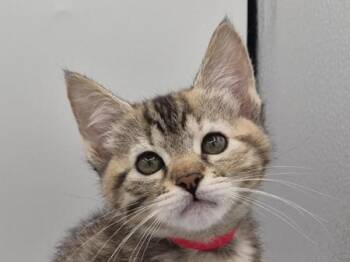 Cocoa Pebble -  Domestic Short Hair Cat for Adoption in Portland, Oregon - Cocoa Pebble | PetCurious