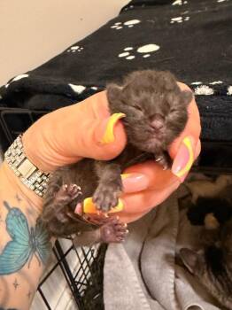 *Lumen -  Domestic Short Hair Cat for Adoption in Newnan, Georgia - *Lumen | PetCurious