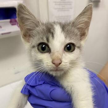 Pomegranate -  Domestic Short Hair Cat for Adoption in Charleston, West Virginia - Pomegranate | PetCurious