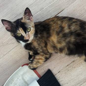 Chalupa -  Domestic Short Hair Cat for Adoption in Long Beach, California - Chalupa | PetCurious