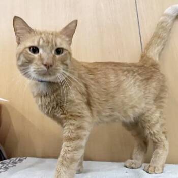 Edward -  Domestic Short Hair Cat for Adoption in Brentwood, Missouri - Edward | PetCurious