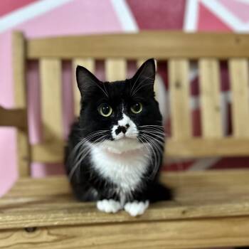 Rescue Domestic Medium Hair Cats for Adoption in Newberg, Oregon - Eleanor | PetCurious