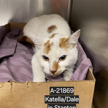 Creamsicle -  Domestic Short Hair Cat for Adoption in Westminster, California - Creamsicle | PetCurious