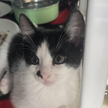 Sarastro -  Domestic Short Hair Cat for Adoption in Chicago, Illinois - Sarastro | PetCurious