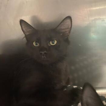Elsa -  Domestic Short Hair and Mixed Breed Cat for Adoption in Titusville, Florida - Elsa | PetCurious