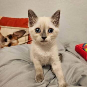 Daisy -  Siamese Cat for Adoption in San Juan Capistrano, California - Daisy | PetCurious