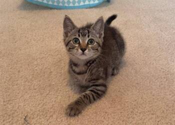 OLIVE -  Domestic Short Hair Cat for Adoption in Charlotte, North Carolina - OLIVE | PetCurious