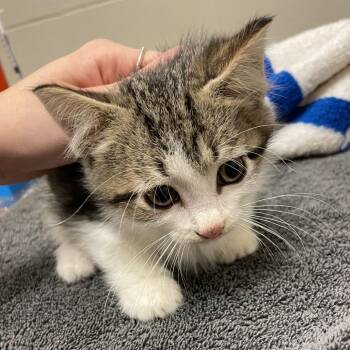 Bill -  Domestic Short Hair Cat for Adoption in Bristol, Indiana - Bill | PetCurious