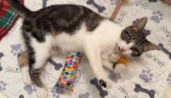 Phoebe -  Domestic Short Hair Cat for Adoption in Island Lake, Illinois - Phoebe | PetCurious