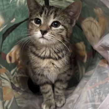 Domestic Short Hair Cats Available for Adoption - Suki | PetCurious