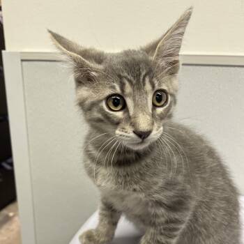 Pretty Girl -  Domestic Short Hair Cat for Adoption in Tampa, Florida - Pretty Girl | PetCurious