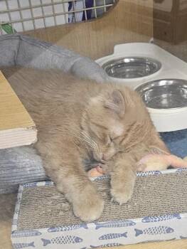 Domestic Medium Hair Cats Available for Adoption in Dallas, Texas - Chopper 0344 | PetCurious