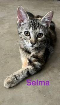 Selma -  Domestic Short Hair Cat for Adoption in Zimmerman, Minnesota - Selma | PetCurious