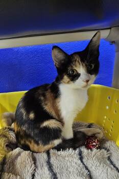 Kiwi -  Domestic Short Hair Cat for Adoption in Dunkirk, New York - Kiwi | PetCurious