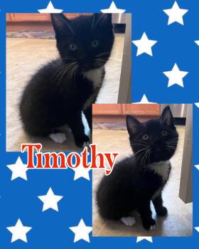 Timothy -  Tuxedo Cat Available for Adoption in Pasco, Washington - Timothy | PetCurious