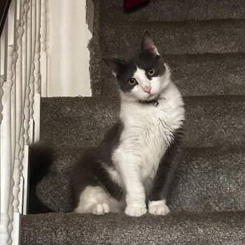 Philip -  Domestic Long Hair Cat for Adoption in Philadelphia, Pennsylvania - Philip | PetCurious