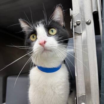 Sonic -  Domestic Short Hair Cat for Adoption in Chicago, Illinois - Sonic | PetCurious