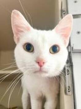 Rescue Domestic Short Hair Cats for Adoption in Winfield, Kansas - Lego | PetCurious