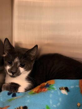 TJ -  Domestic Short Hair Cat for Adoption in Ocala, Florida - TJ | PetCurious