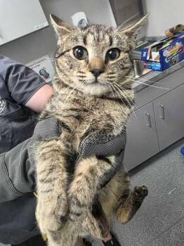 Domestic Short Hair Cats Available for Adoption - Rella | PetCurious