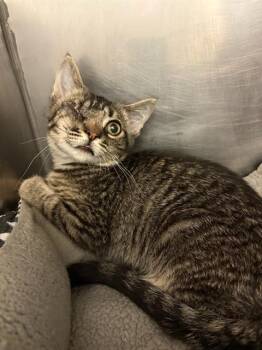 LIMITED EDITION -  Domestic Short Hair Cat for Adoption in West Valley City, Utah - LIMITED EDITION | PetCurious