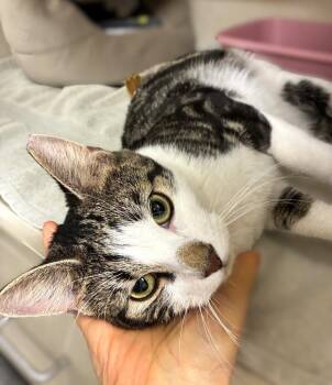Axel - available 9/6 -  Domestic Short Hair Cat for Adoption in Elmsford, New York - Axel - Available 9/6 | PetCurious