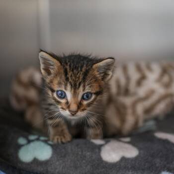 MJ -  Domestic Short Hair Cat for Adoption in Los Angeles, California - MJ | PetCurious