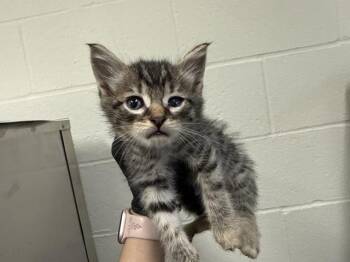 A1918891 -  Domestic Short Hair Cat for Adoption in Thousand Palms, California - A1918891 | PetCurious