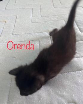 Orenda -  Domestic Short Hair Cat Available for Adoption in Snyder, Texas - Orenda | PetCurious