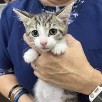 Omlette -  Domestic Short Hair Cat for Adoption in Marshall, Virginia - Omlette | PetCurious