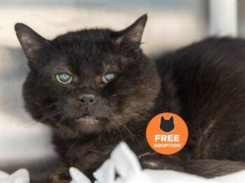 FRANKY -  Domestic Short Hair Cat for Adoption in Phoenix, Arizona - FRANKY | PetCurious