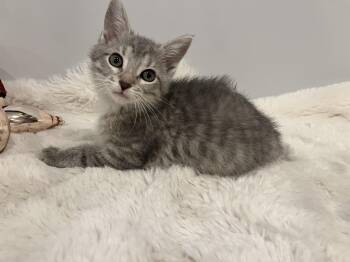 Rescue Domestic Short Hair Cats for Adoption in Chicago, Illinois - Hadley | PetCurious