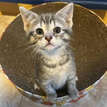 Misty -  Domestic Short Hair Cat for Adoption in Traverse City, Michigan - Misty | PetCurious