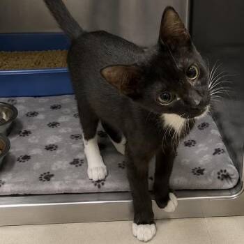 Mrs. Meowski -  Domestic Short Hair Cat for Adoption in Austin, Texas - Mrs. Meowski | PetCurious