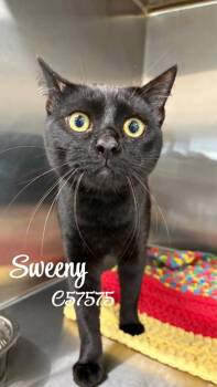Sweeny -  Domestic Long Hair Cat for Adoption in Clarksville, Tennessee - Sweeny | PetCurious