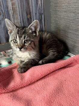 Liberty -  American Shorthair Cat for Adoption in Big Rapids, Michigan - Liberty | PetCurious
