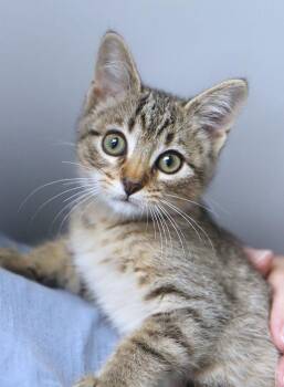Seraphina (AO37682) -  Domestic Short Hair Cat for Adoption in Kansas City, Kansas - Seraphina (AO37682) | PetCurious
