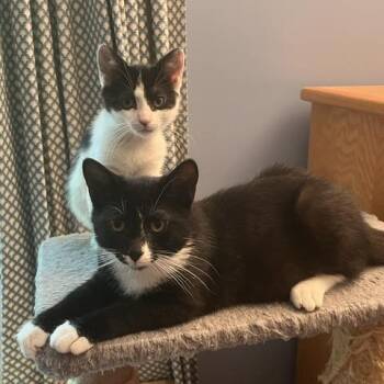 Rae -  Domestic Short Hair Cat for Adoption in Hopkinton, Massachusetts - Rae | PetCurious