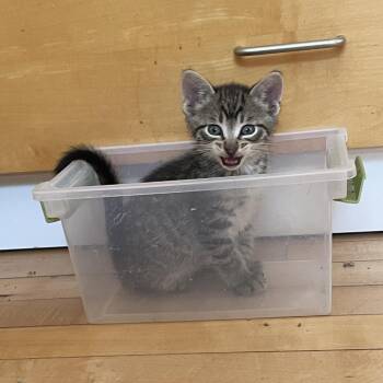 Corn Dog -  Domestic Short Hair Cat for Adoption in Madison, Wisconsin - Corn Dog | PetCurious